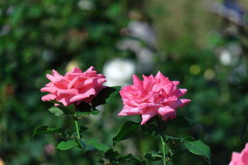 花の女王