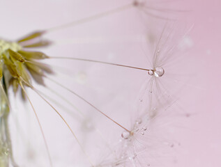 Dandelion fluff close-up. Macro photography