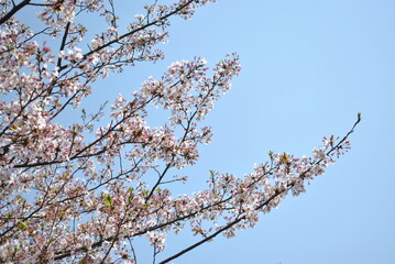 tree blossom