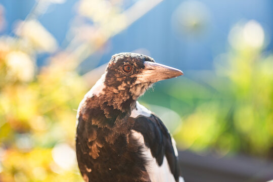 Portrait of young juvenile magpie bird with patchy feathers in morning light