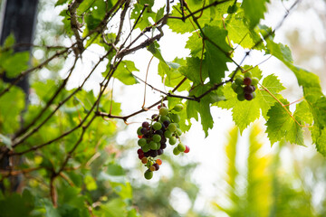 red and green grapes growing on a vine