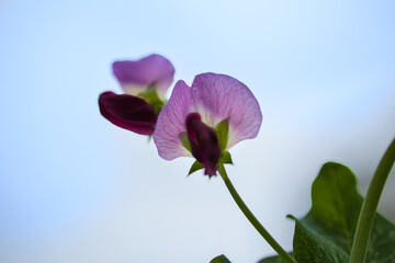 赤紫色の綺麗なえんどう豆の花