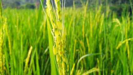 Unharvested rice grains in the paddy field