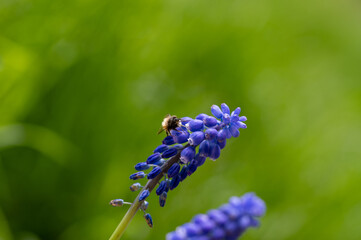 A bee on a hyacinth in nature