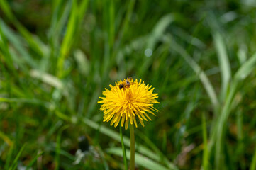 A bee   on yellow dandelions in nature