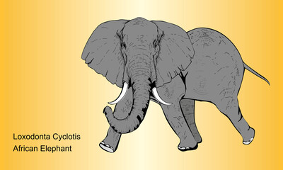 African Forest Elephant - Illustration, 
Elephant on abstract Background