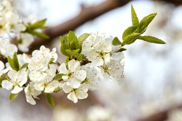 A tree branch with white flowers and young leaves. Cherry, apricot, apple, pear, plum or sakura trees in bloom. Close-up on a blurry background
