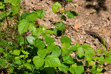 Photographic scene of the species Pararge aegeria.