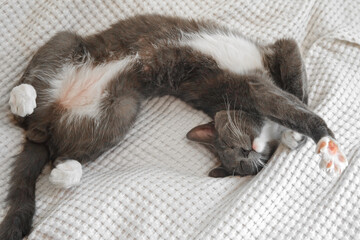 Portrait of Funny Gray Kitten Lying on White Textile. Sleepy Favorite Pet. Copy Space. Young Cat Posing, Stretching enjoy. Happy Little Cat Lovely Resting Pose. Love to Animals. Kitty Close up