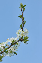 A tree branch with white flowers against a blue sky.  Cherry, apricot, apple, pear, plum or sakura blossoms. Close-up