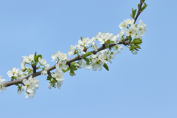 A tree branch with white flowers against a blue sky.  Cherry, apricot, apple, pear, plum or sakura blossoms. Close-up