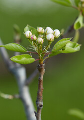 A tree branch with buds and blooming white flowers.  Cherry, apricot, apple, pear, plum or sakura blossoms. Close-up on a blurry green background