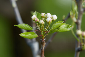 A tree branch with buds and blooming white flowers.  Cherry, apricot, apple, pear, plum or sakura blossoms. Close-up on a blurry green background