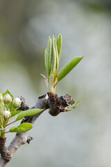 A tree branch with blooming leaves and flower buds in close-up on a blurry background.  Cherry, apricot, apple, pear, plum or sakura blossoms.