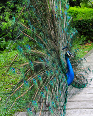 Experience the Majestic Beauty of Peacocks in KL Bird Park, Malaysia. This photo of a peacock in KL Bird Park, Malaysia captures the stunning beauty of nature in all its glory. 
