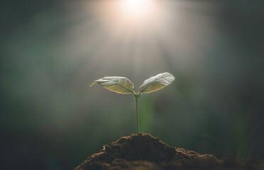 Growing plant,Young plant in the morning light on ground background, New life concept.Small plants on the ground in spring.fresh,seed,Photo fresh and Agriculture concept idea.