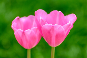 Rose red tulip flowers on a green background