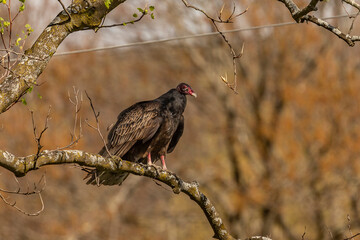 Turkey Vulture perched on a tree branch