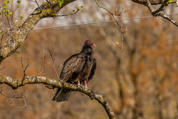 Turkey Vulture perched on a tree branch