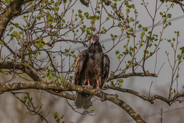 Turkey Vulture perched on a tree branch