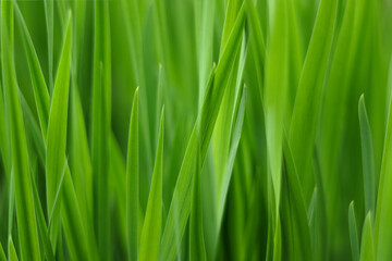 Fototapeta na wymiar Nature of green leaf. Spring background. Cover page, greenery, green grass, leaves, environment ecology, wallpaper. Blurred Spring natural background. Flower garden. Abstract green backgroup. Ecology