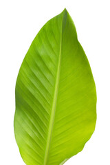 Fresh banana leaf on white background.