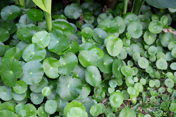 Fresh green centella asiatica leaves