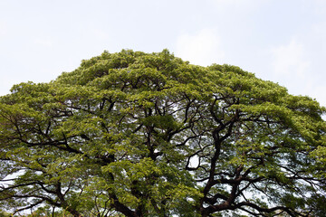 Rain tree. Samanca Saman (Jacq) Merr.