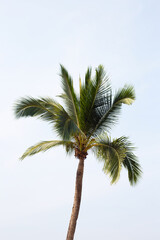 Obraz premium Coconut palm tree with blue sky