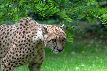 Guépard, acinonyx jubatus, de profil	
