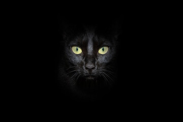 Portrait close-up black cat with yellow eyes looking at camera. Isolated on black dark background