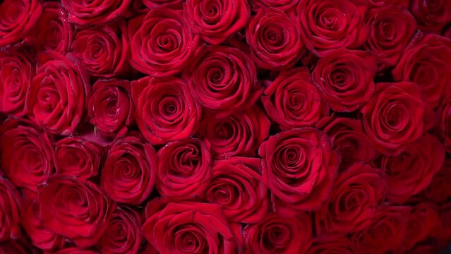Rotating bouquet of red roses for vilentines day from above. Closeup spinning gentle flowers background. Perfect gift for romantic occasions, weddings, anniversaries
