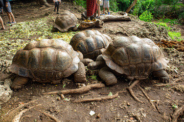 Obraz premium turtle fall in love