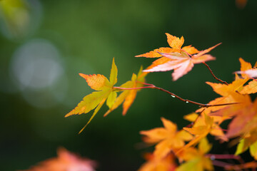 軽井沢の紅葉