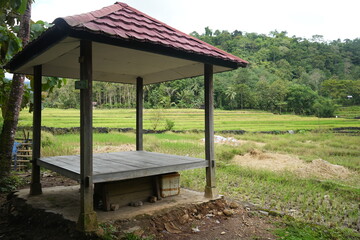 Paddy fields with yellow rice in rural Indonesia