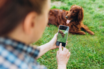 Woman photographing pet dog through smartphone in grass outdoors. Curious brown dog on a screen...