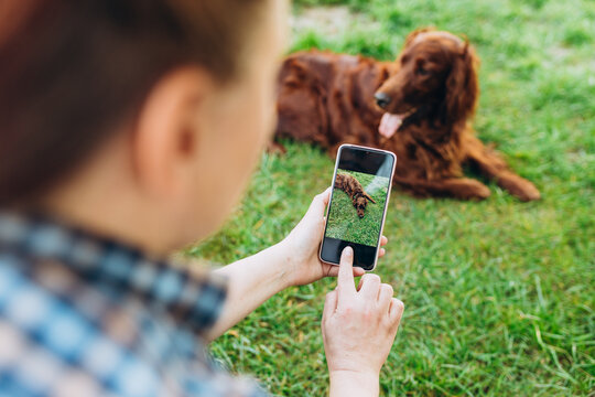 Woman photographing pet dog through smartphone in grass outdoors. Curious brown dog on a screen phone. Beautiful Irish Setter dog is lying on nature background