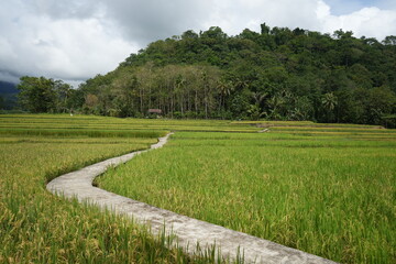Paddy fields with yellow rice in rural Indonesia