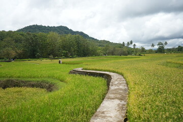 Fototapeta na wymiar Paddy fields with yellow rice in rural Indonesia
