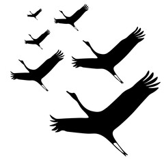 Black birds silhouette isolated on transparent background. Crane Wedge. Flock of Storks. Victory Day concept. Vector illustration.