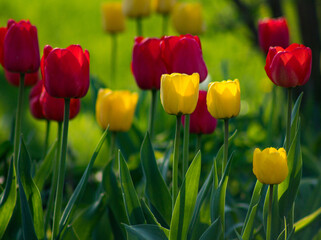 27.04.2023 Białystok Polska. Słoneczny poranek i żółto czerwone tulipany w ogrodzie wiosną.