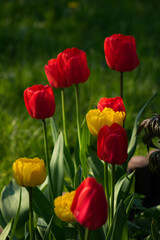 27.04.2023 Białystok Polska. Bajeczne kolorowe tulipany w ogrodzie.