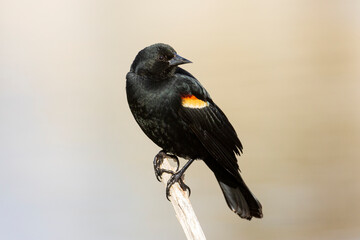 Obraz premium Red Wing Blackbird (Agelaius phoeniceus) perched with blurred background. Baum Lake - Shasta County, California, USA.