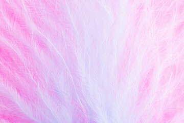 Fototapeta premium Pink and blue feathers in soft and blur style for background, macro shot