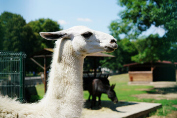 white llama in the zoo 