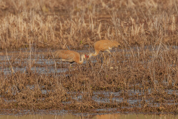 Obraz premium Pair of Sandhill Cranes greet each other at their nest