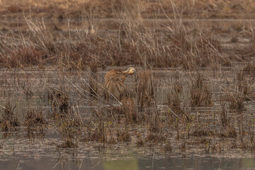 Male Sandhill Crane preens while standing in the marsh