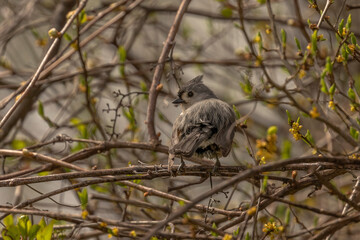 Tufted Titmouse perched on a tree branch