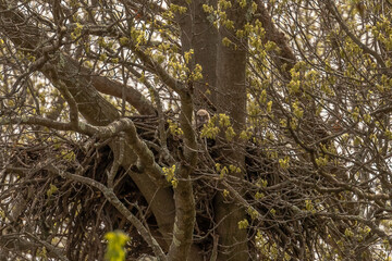 Curious Great Horned Owlet peers over the edge of the nest