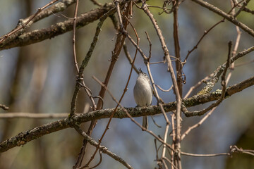 Blue-gray Gnatcatcher sings while perched on a tree branch